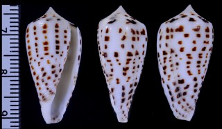 マガイオオマダライモ Conus blanfordianus small