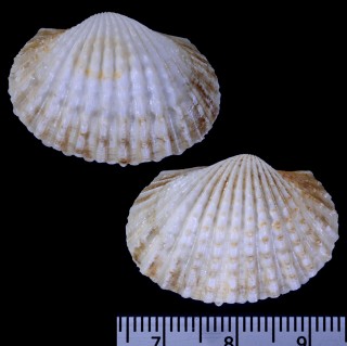 ホソウネハイガイ Tegillarca nodifera small