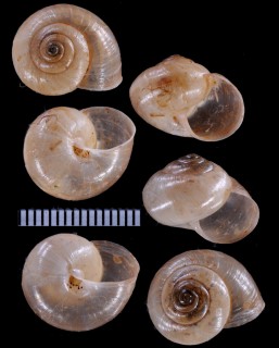 タカオマイマイcf. Bradybaena assimilis small