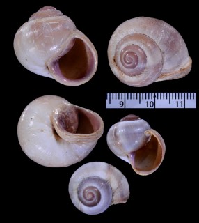 オカタマガイ Trigonephrus globulus small