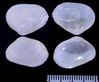 アフリカチチュウカイユキガイ (仮称) Eastonia solanderi small