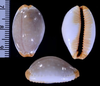 ホソシボリダカラ Staphylaea limacina clarissa small