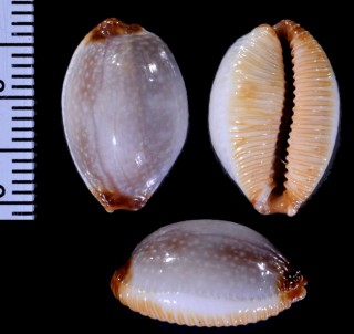 ノランサメダカラ Staphylaea staphylaea nolani small