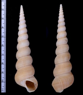 アフリカのキリガイダマシの仲間 Turritella ungulina small