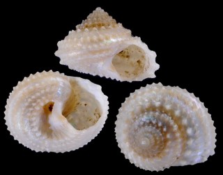 ユキコマキアゲエビス (仮称) Calliotropis yukikoae small