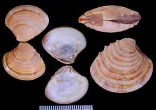 キタノハナガイ Clausinella fasciata small