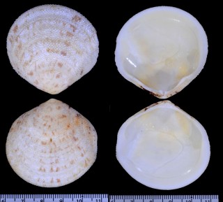 サメザラ Tellina scobinata small