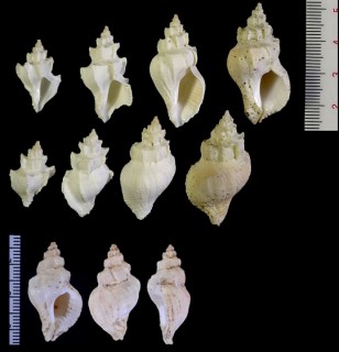 ヒレワールベルクチヂミボラ (仮称) Nucella wahlbergi lindaniae small