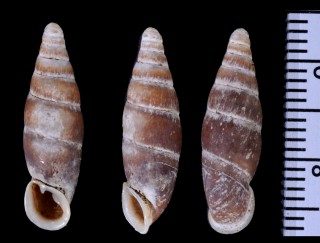 ヘンメンギセル Hemiphaedusa hemmeni small