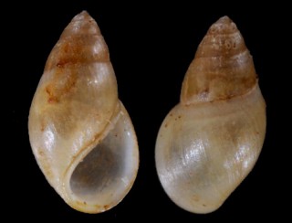 メコンミズツボ (仮称) Pachydrobia bavayi small