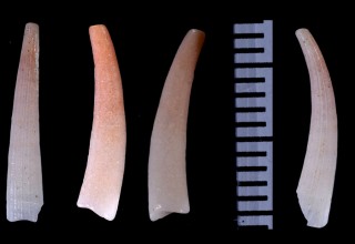 ナンアツノガイ (仮称) Dentalium regulare small