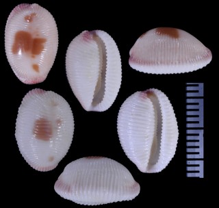 ミナミノシラタマガイ Ellatrivia merces small