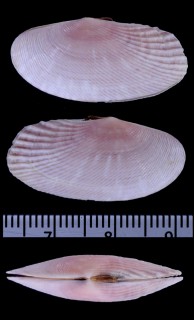 マサメヨシガイ Gari palmura small