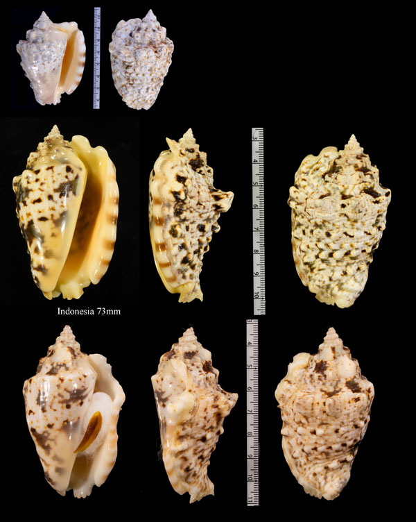 イボソデ Strombus lentiginosus small