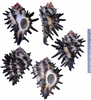 ニシアフリカウニボラ Homalocantha melanamathos small