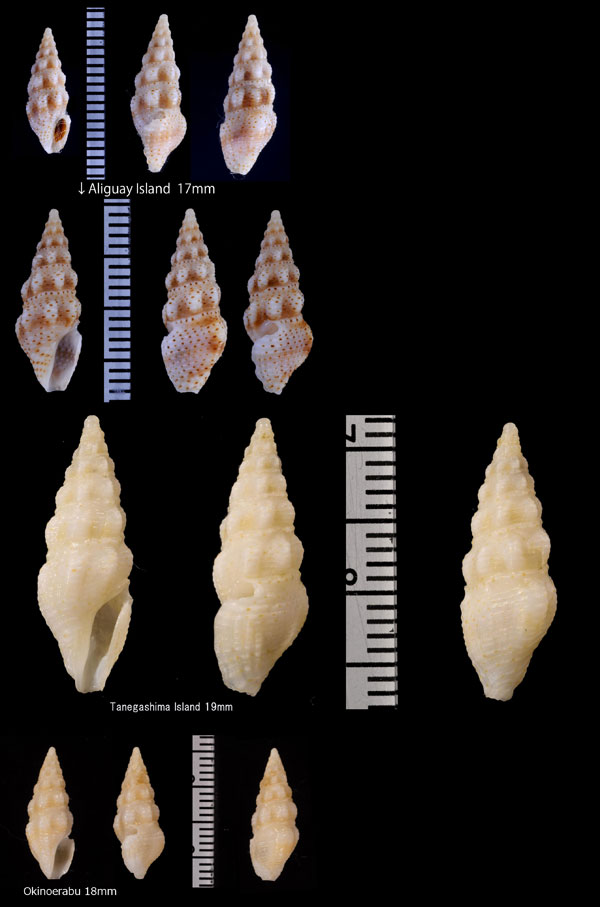 ソバカスクダマキ Crassispira pulchrepunctata small