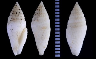 シロジノタクダマキ (未詳) Genotina sp. small