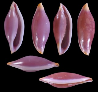ユミナリツグチ Simnia arcuata small