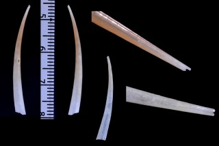サケツノガイ 裂角貝 Fustiaria nipponica small