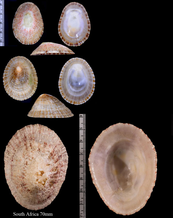 ゴシキカサガイ Cymbula miniata small