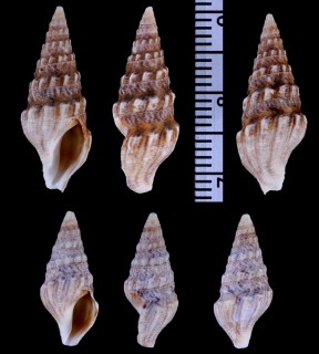 クラウシクダマキ (仮称) Clionella kraussii small