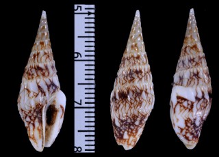サラサソデマツムシ Strombina maculosa small