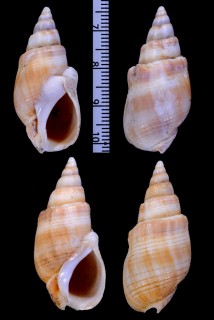 コーヒーバイの仲間 Bullia trifasciata small