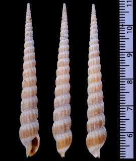 ヒメヌノメギリ Clathroterebra fortunei small