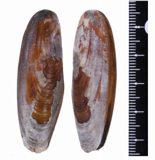 イシマテ Lithophaga curta small