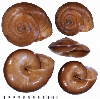 バタビアマイマイ (仮称) Elaphroconcha bataviana small
