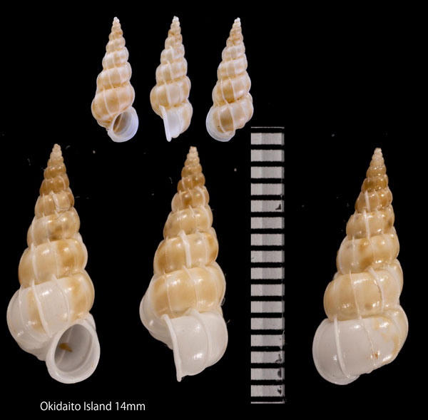 チャマダライトカケ Epitonium stigmaticum small