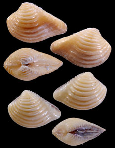 メキシコシオヤガイ Anomalocardia auberiana small