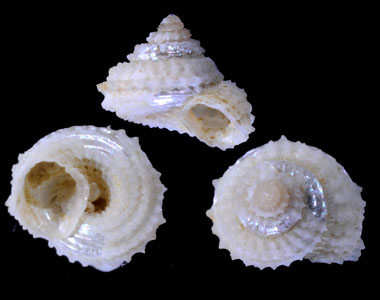 ハグルマコガネエビス Calliotropis sagarinoi small