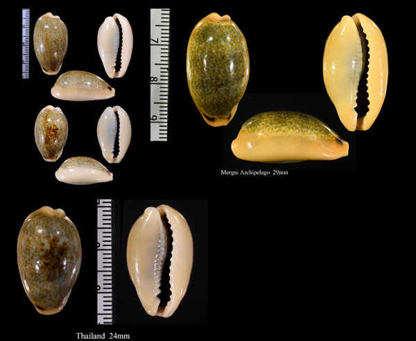 インドナツメモドキ 印度擬棗宝 Erronea errones bimaculata small