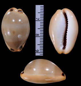 コガタサフランダカラ Luria lurida pulchroides minima small