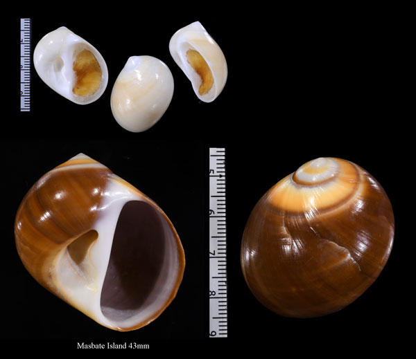 オオトミガイ Polinices cumingianus small
