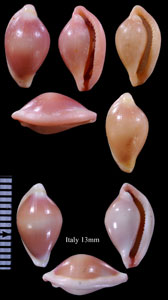 コガタウミウサギ Pseudosimnia carnea small