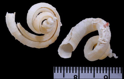 トゲコケミミズガイ Tenagodus squamatus small