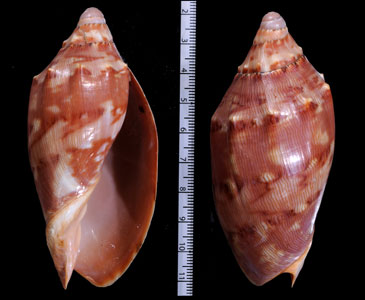 パラワンクレナイコオロギボラ Cymbiola aulica palawanica small