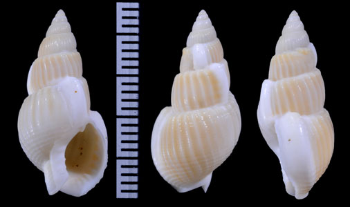 ウネハナムシロ 畝花莚 Nassarius variciferus small