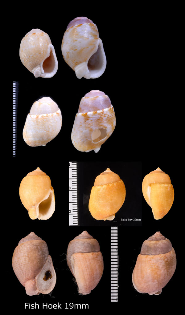 ニブイロタマゴムシロ Demoulia ventricosa small