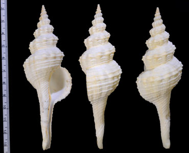 ディアンドラナガニシ (仮称) Fusinus diandraensis small
