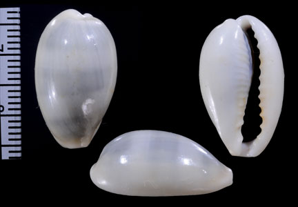フナシナツメモドキ Erronea errones coxi var. azurea small