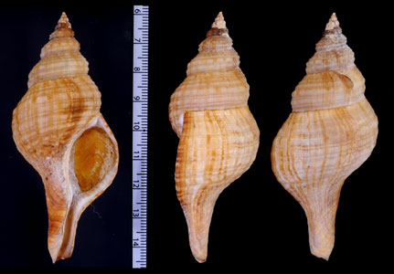 シナモンアフリカナガニシ (仮称) Fusinus cinnamomeus small