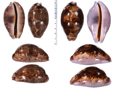 ニューカレドニアムラサキハラダカラ (仮称) Leporicypraea mappa viridis montrouzieri small