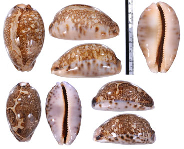 トンガハラダカラ Leporicypraea geographica rewa small