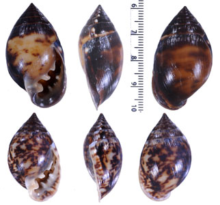 クリイロヒラシイノミ Pythia scarabaeus small