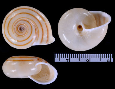 ナルトビロウドマイマイ (仮称) Chloritis circumdata small