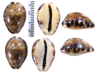 マルクロダカラ Melicerona felina fabula small