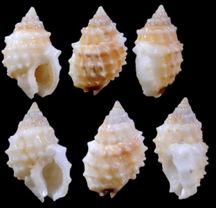 ウニムシロ Nassarius echinatus small